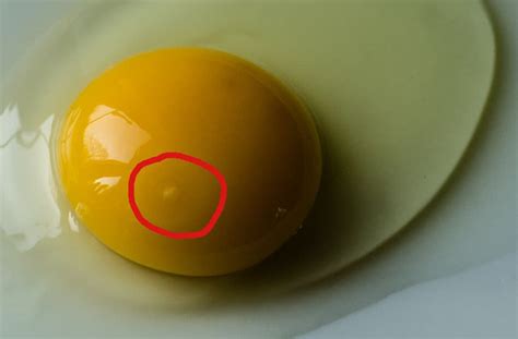 Hur blir ett ägg befruktat höna
